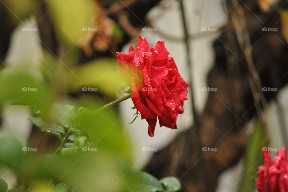 red field rose