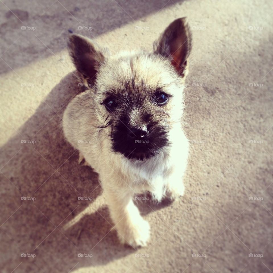 Cairnterrier