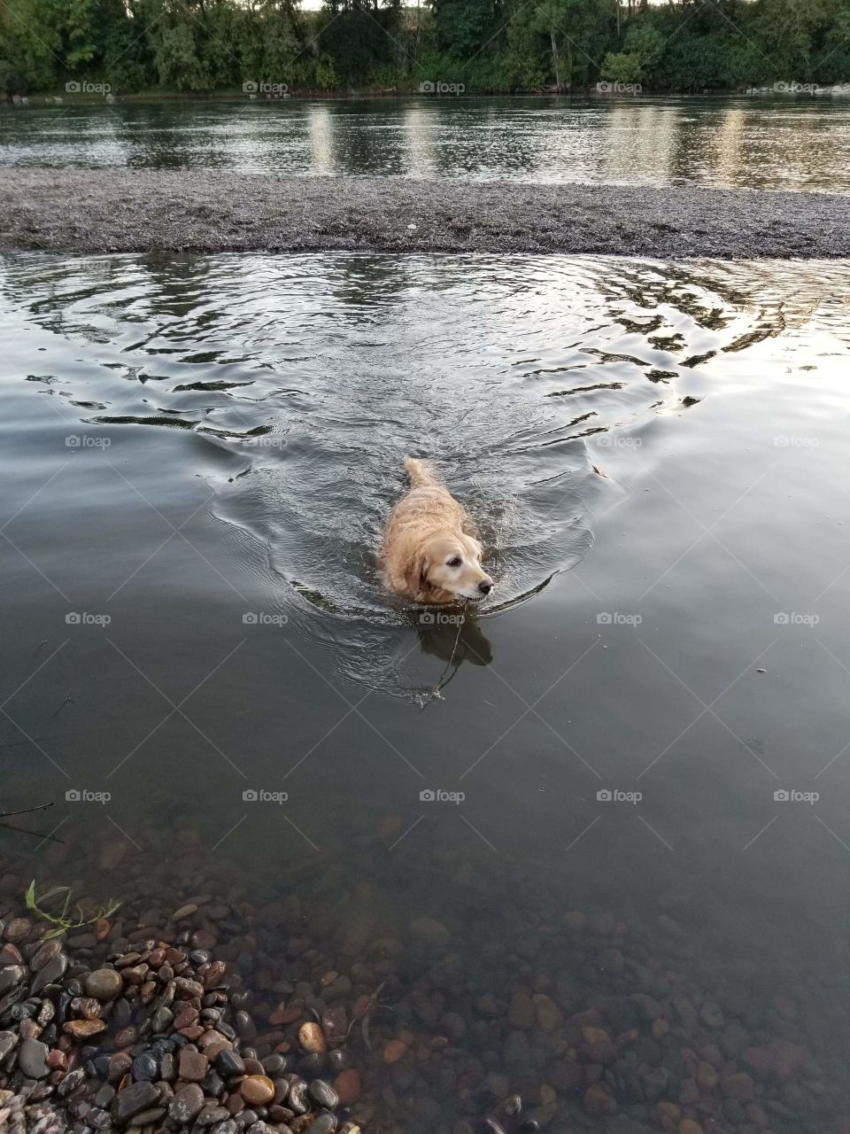 Maya's out for a swim