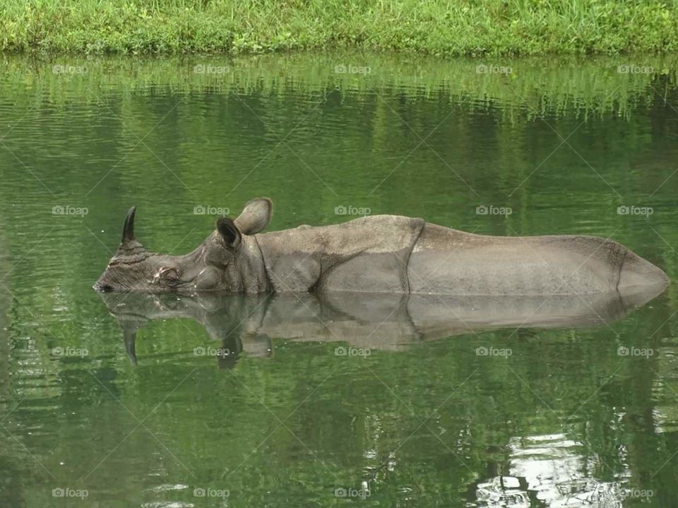 Rhino in water