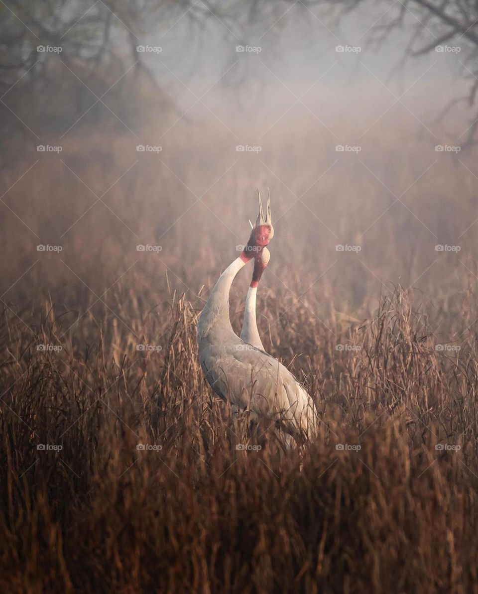 Sarus crane