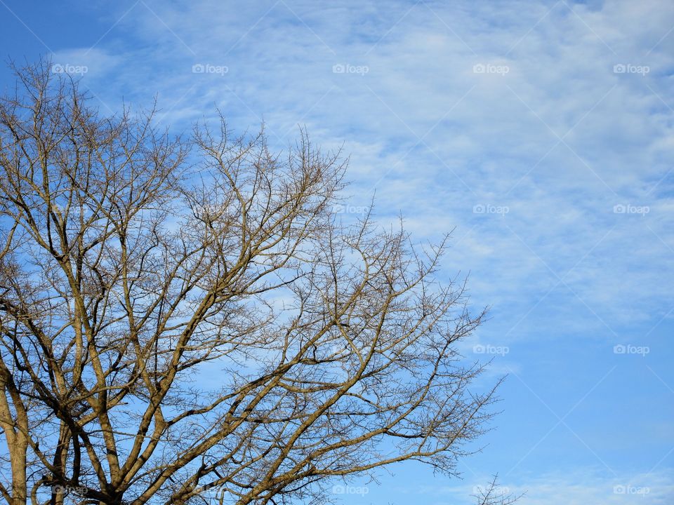 tree with autumn clouds