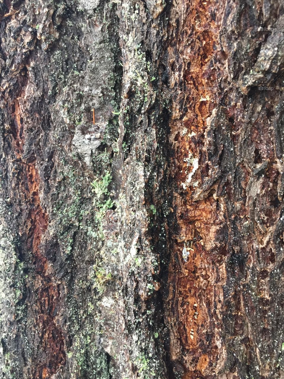 Douglas Fir bark, old growth Forest, Quinault Washington 