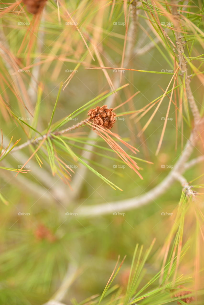 Green background