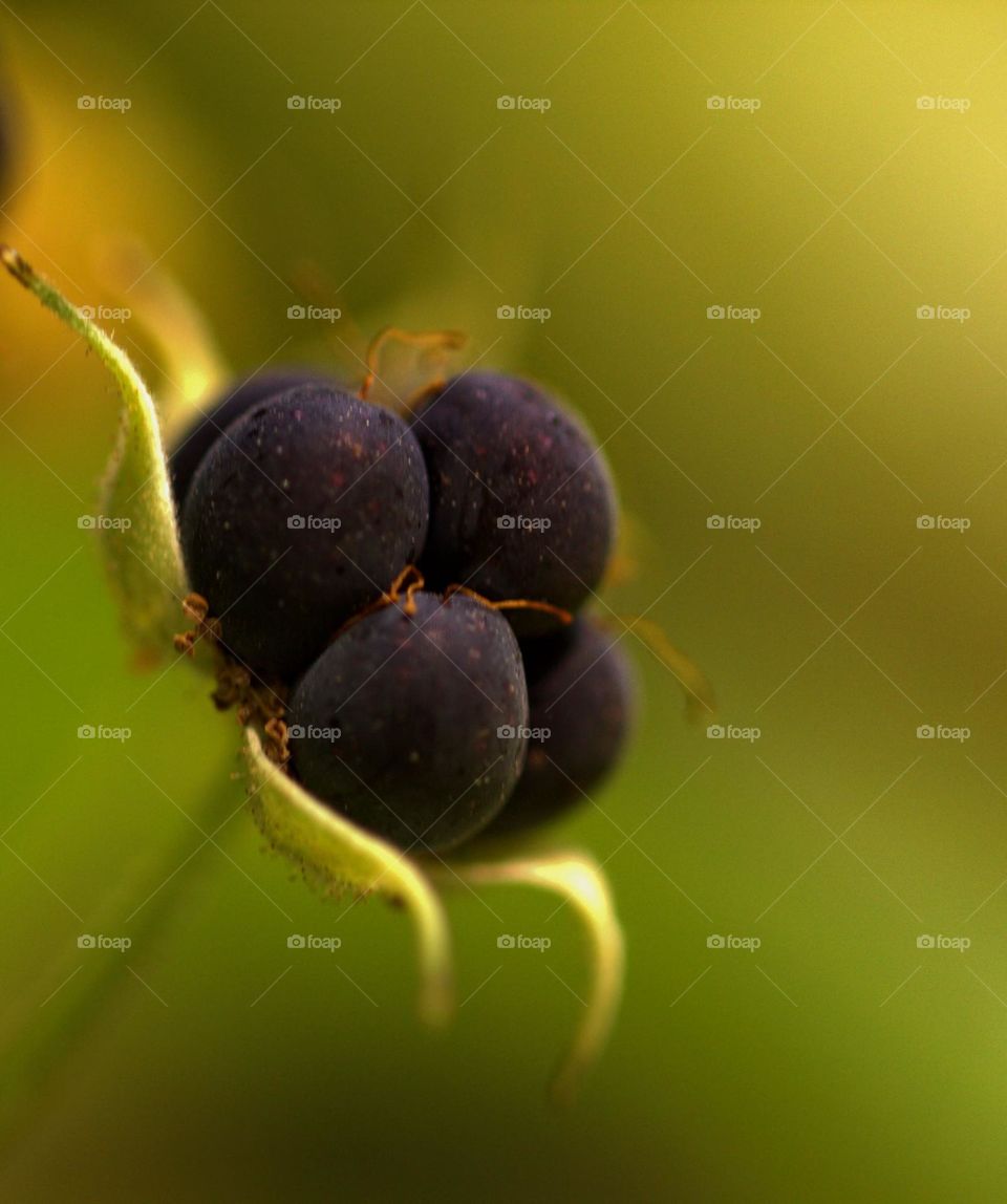 A macro shot over a blueberry.