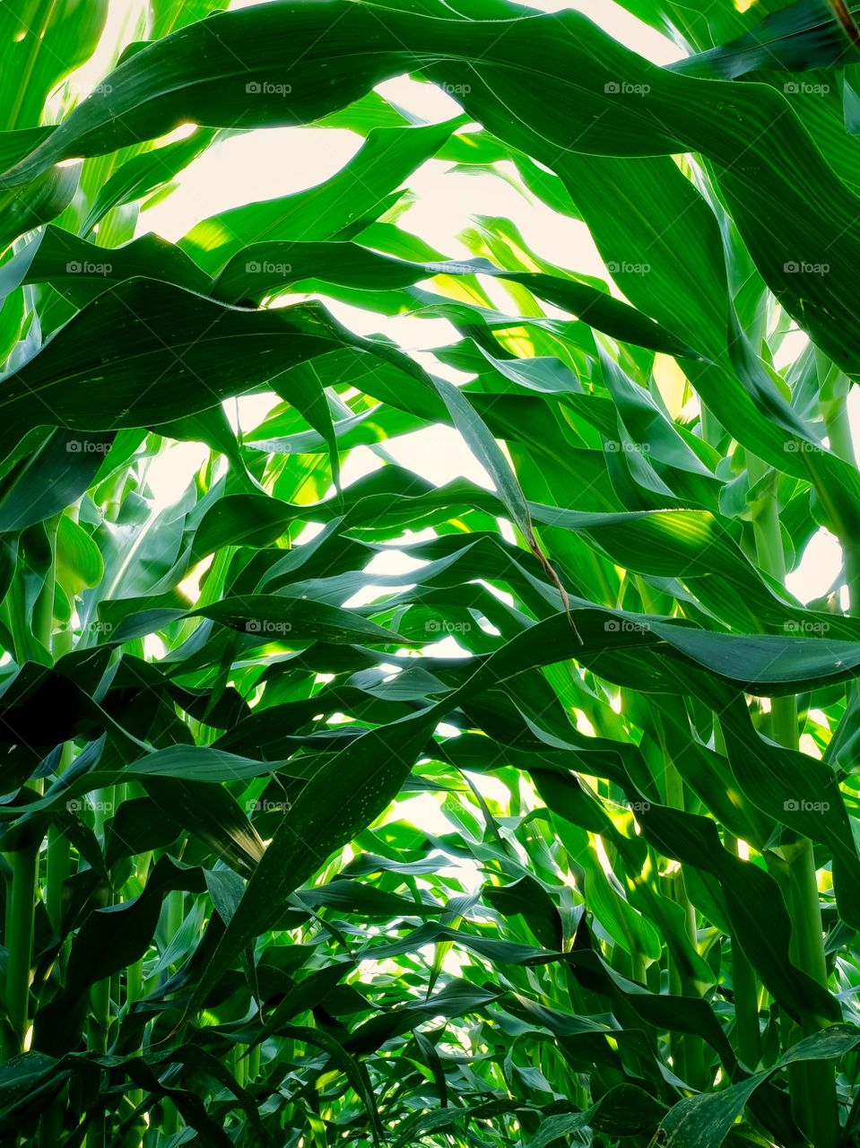 Lost somewhere under the corn canopy. 