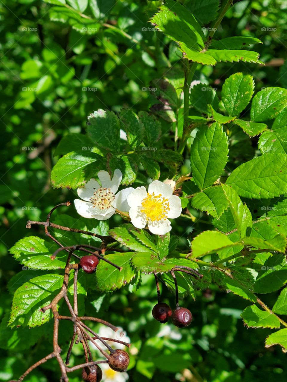 Wild rose, rosehips