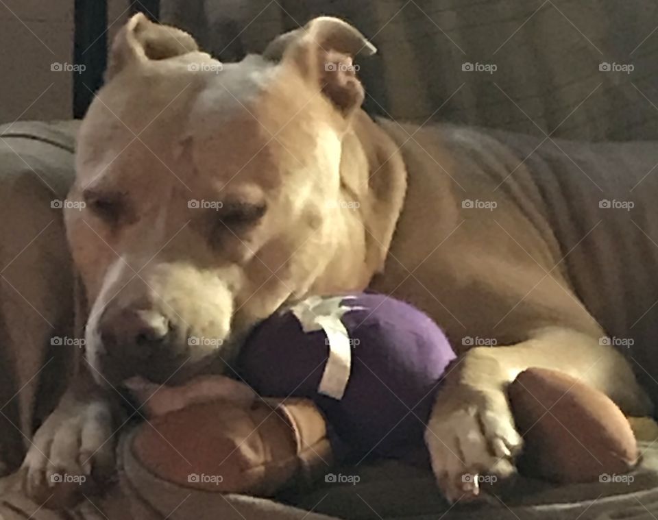 Dixie, Pitt Bull, and her toy in her dog chair.
