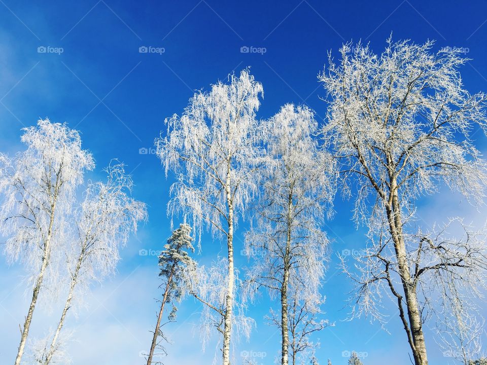 Frozen trees