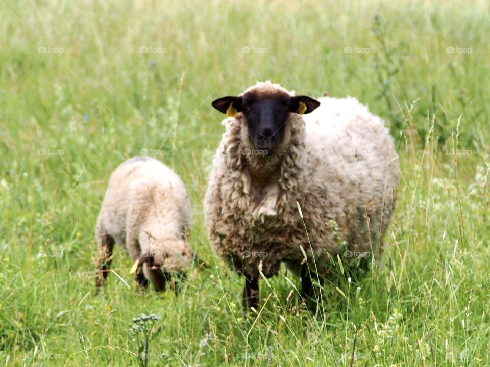 Sheep. definitely 🤣