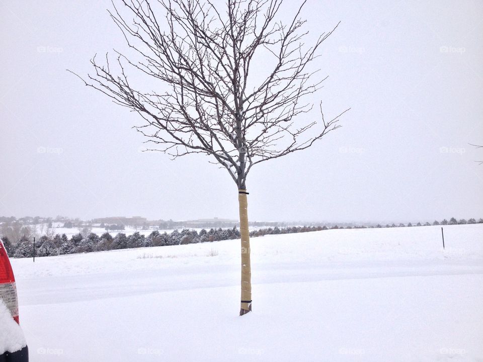 Snowscape in Denver, Colorado 