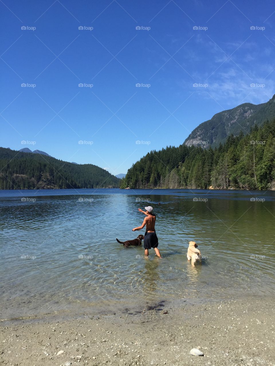 Dogs swimming in Buntzen lake, BC Canada