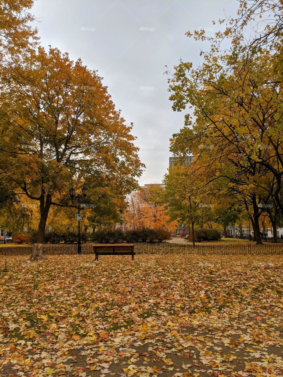 leaf-covered Montreal