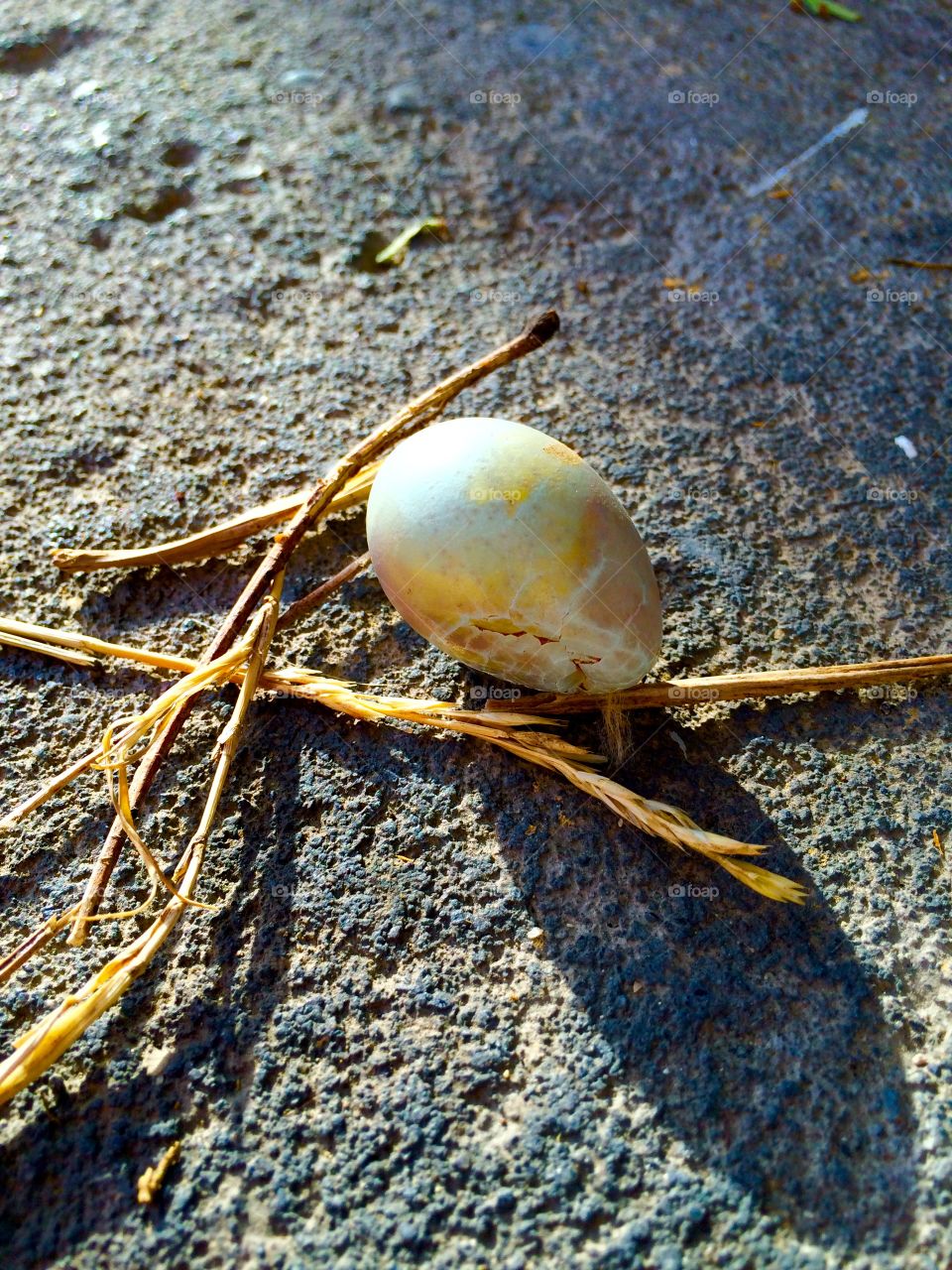 Unwanted. Discarded bird egg I found on my stoop.