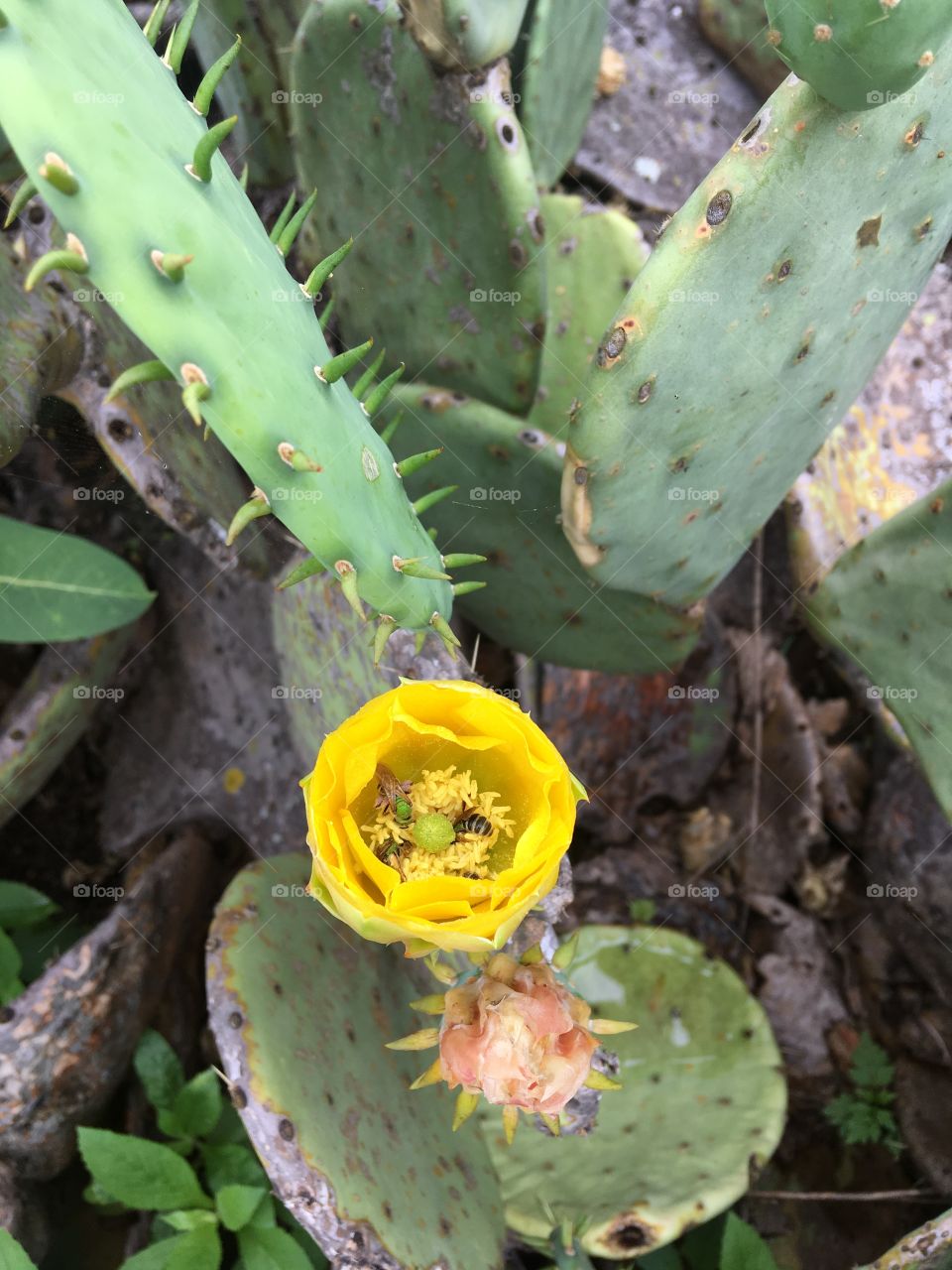 Yellow flower on cactus with bee eating pollen