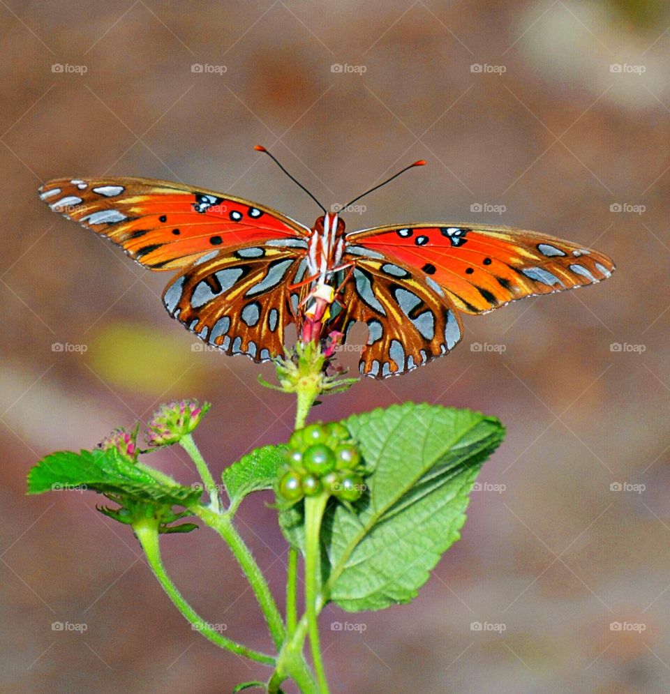 Butterfly on green plant