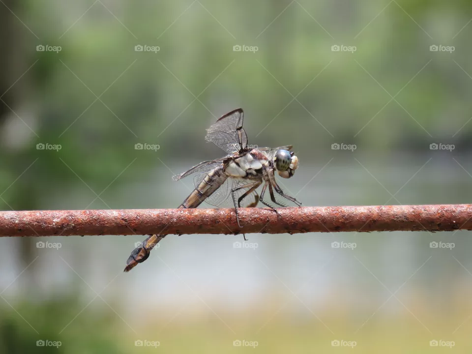 dragonfly