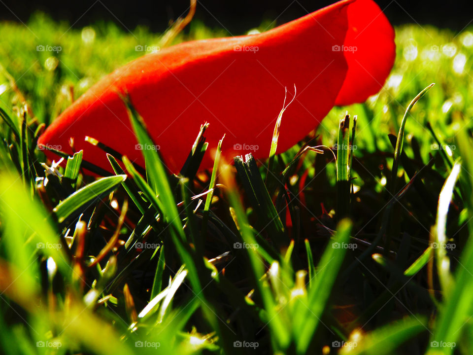 Warm-colored petal perched on the grass of a garden in summer and iluminated by a hot sun.
