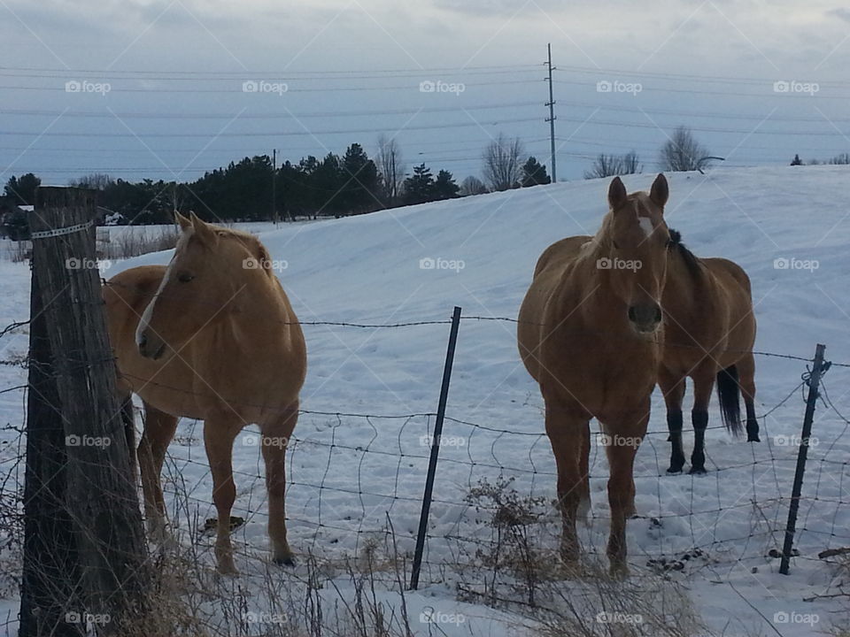 Cavalry, Mammal, Winter, Horse, Snow