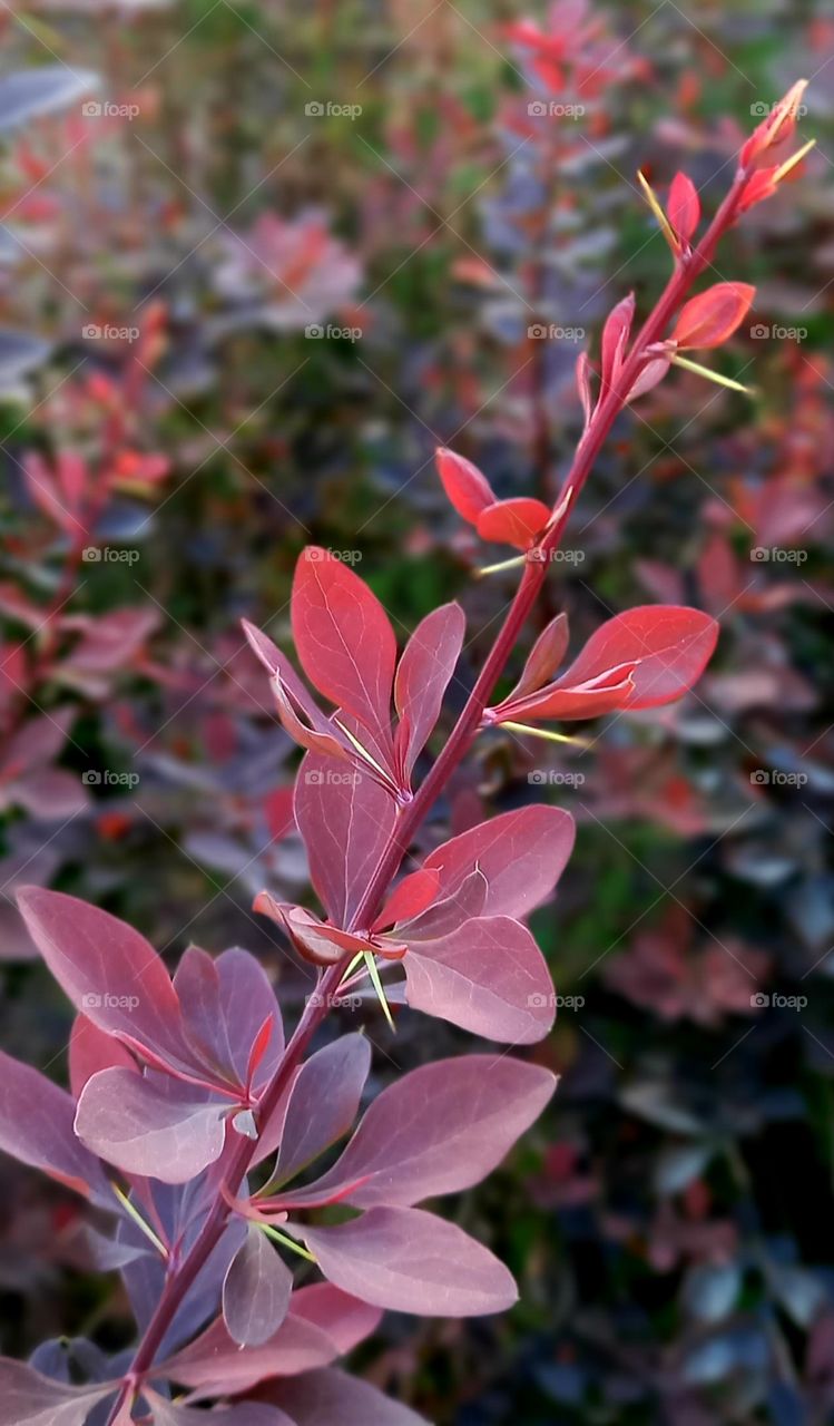 flowers and plants