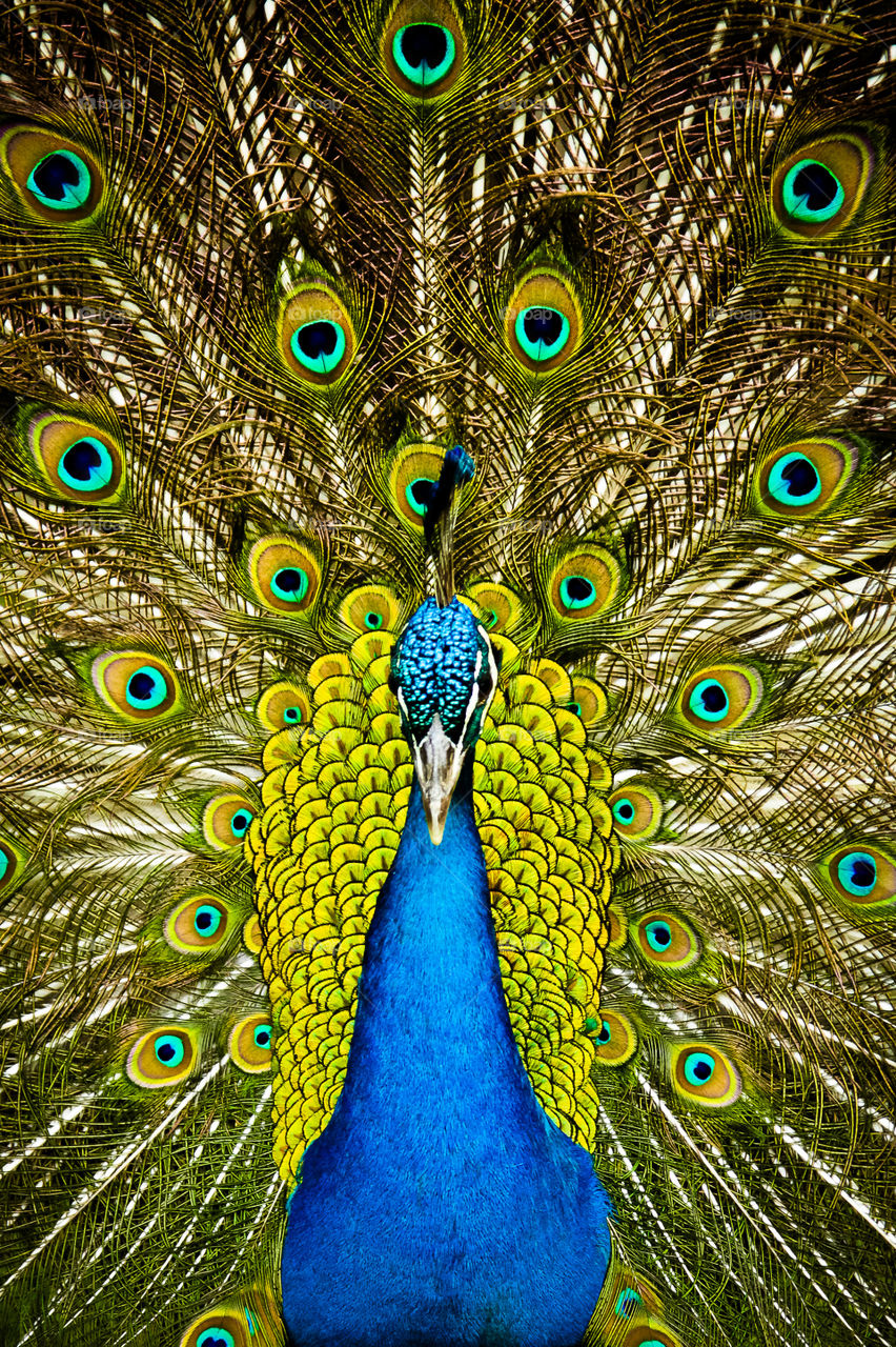 peacock