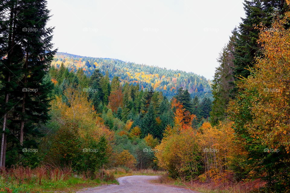 Species in the Carpathian mountains in the autumn.