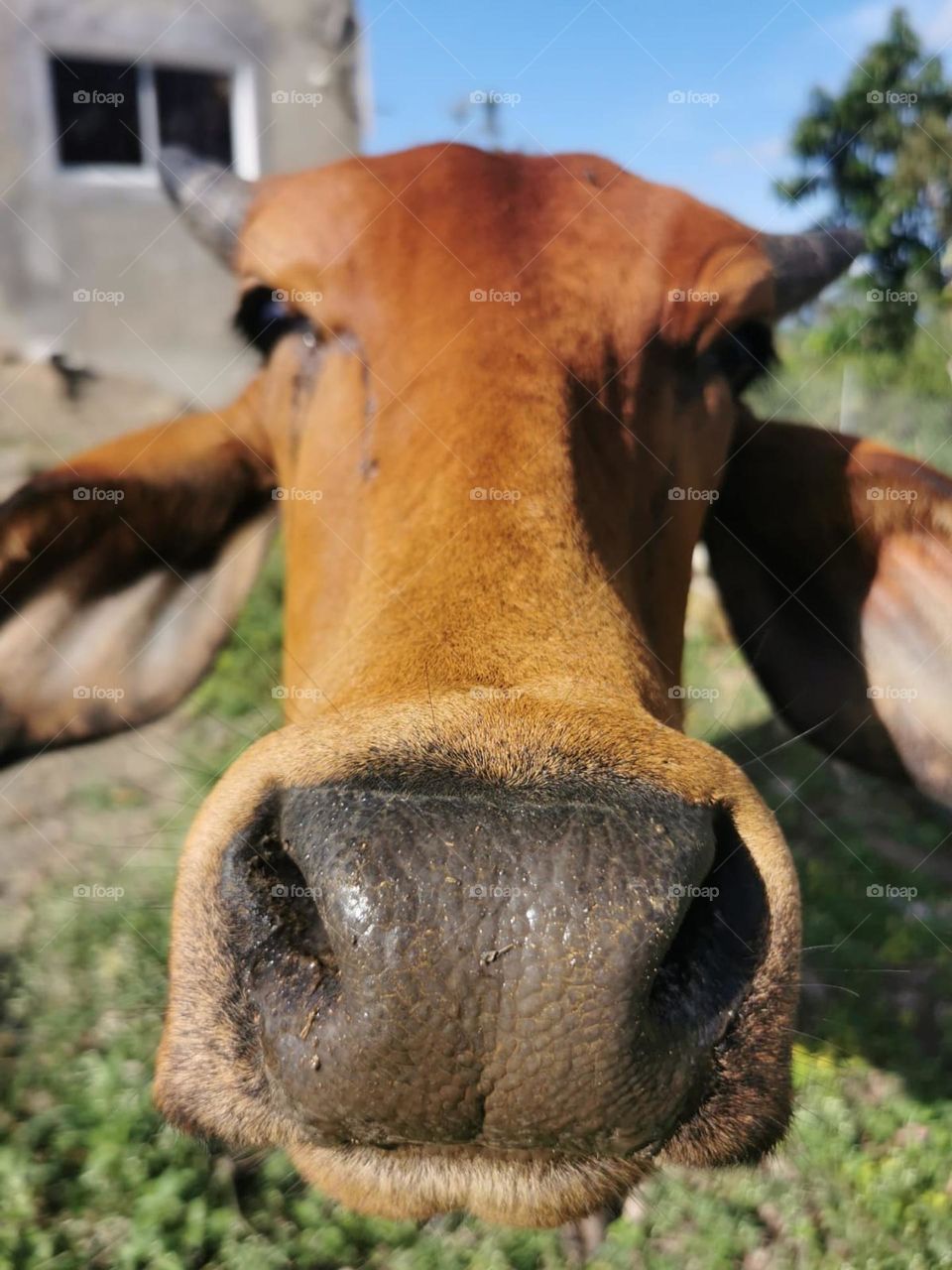 A friendly cow!!🐄
