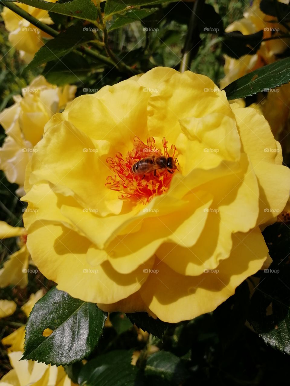 Желающий иметь мед бережет пчел