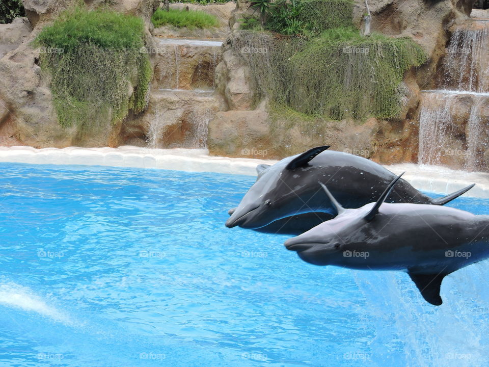 Here is the flight!. Dolphins show in Loro Parque