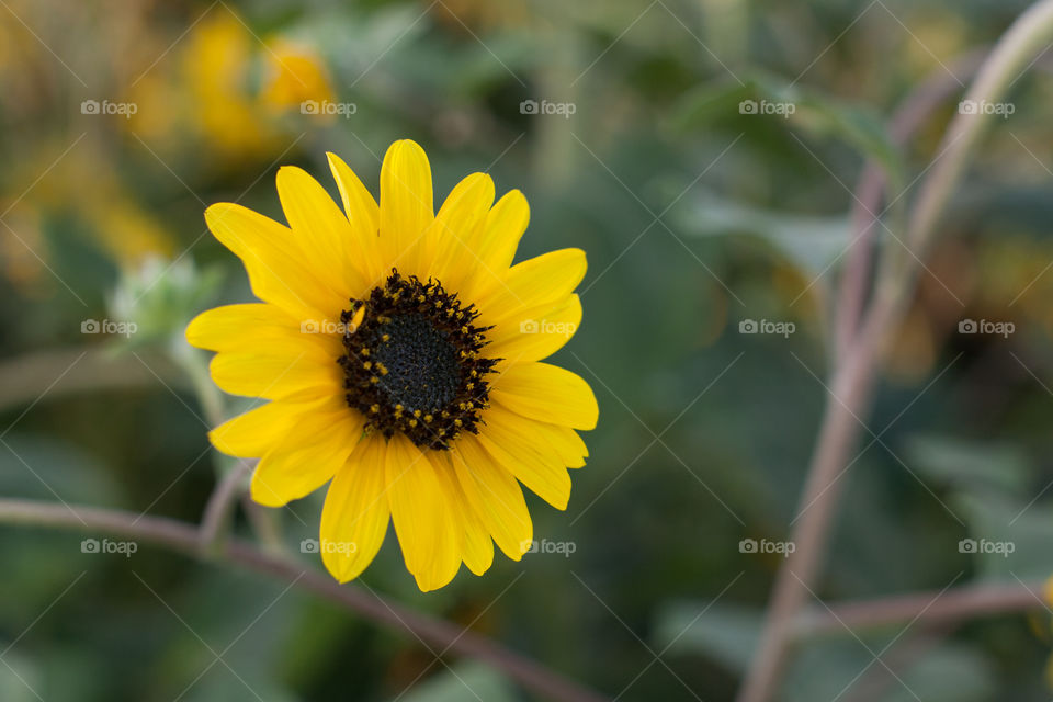 Closeup sunflower
