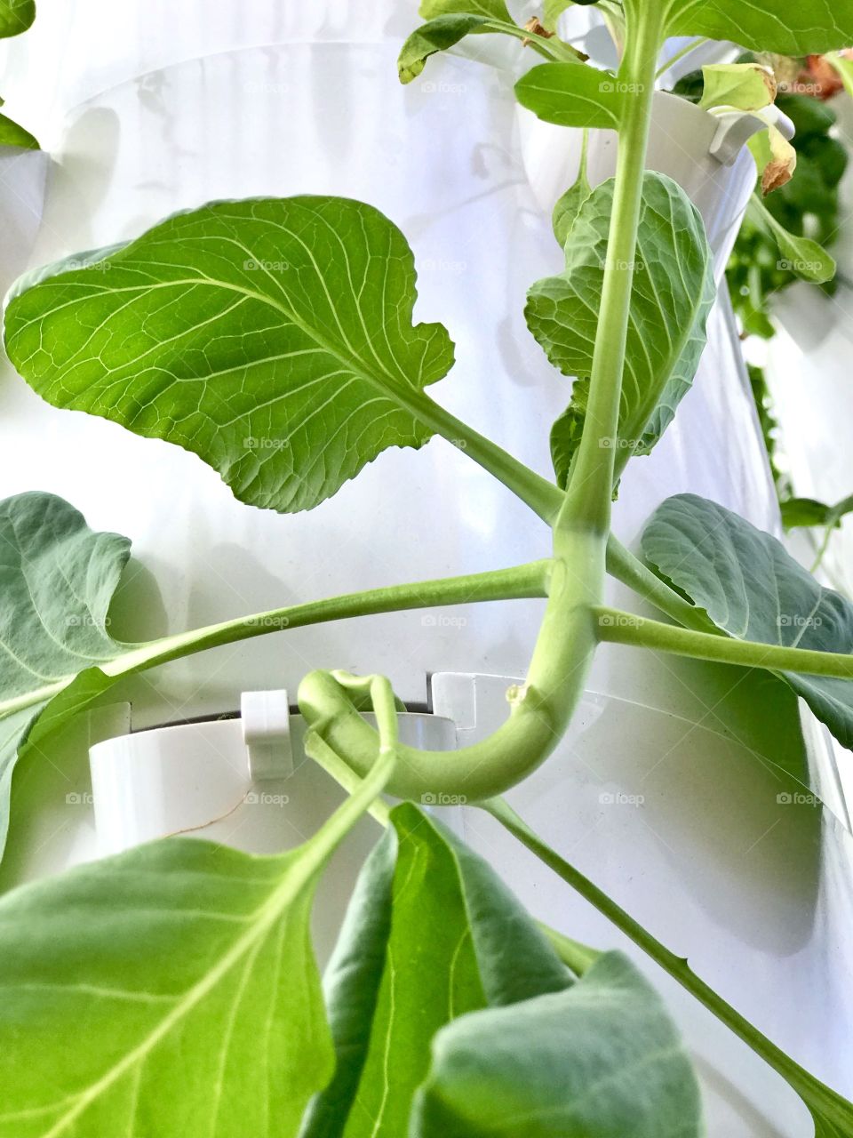 Hydroponic Planting 🌱