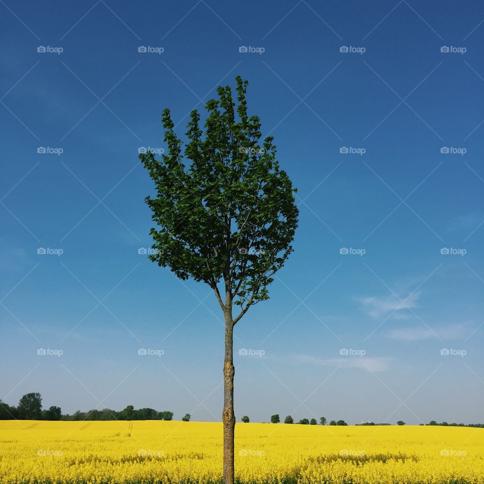 Lonely trees in a yellow field 