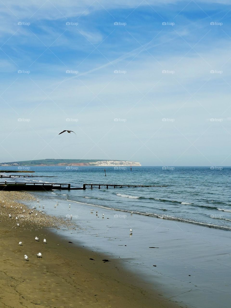 Sunny spring day. Sea shore. Seagulls on the shore and in the sky, beautiful weather, beautiful landscape. Blue sky, blue sea and white seagulls on the sand. England, Isle of Wight.