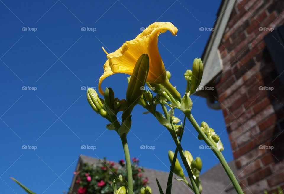 Close-up of yellow flower