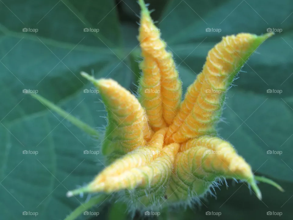 flower pumpkin