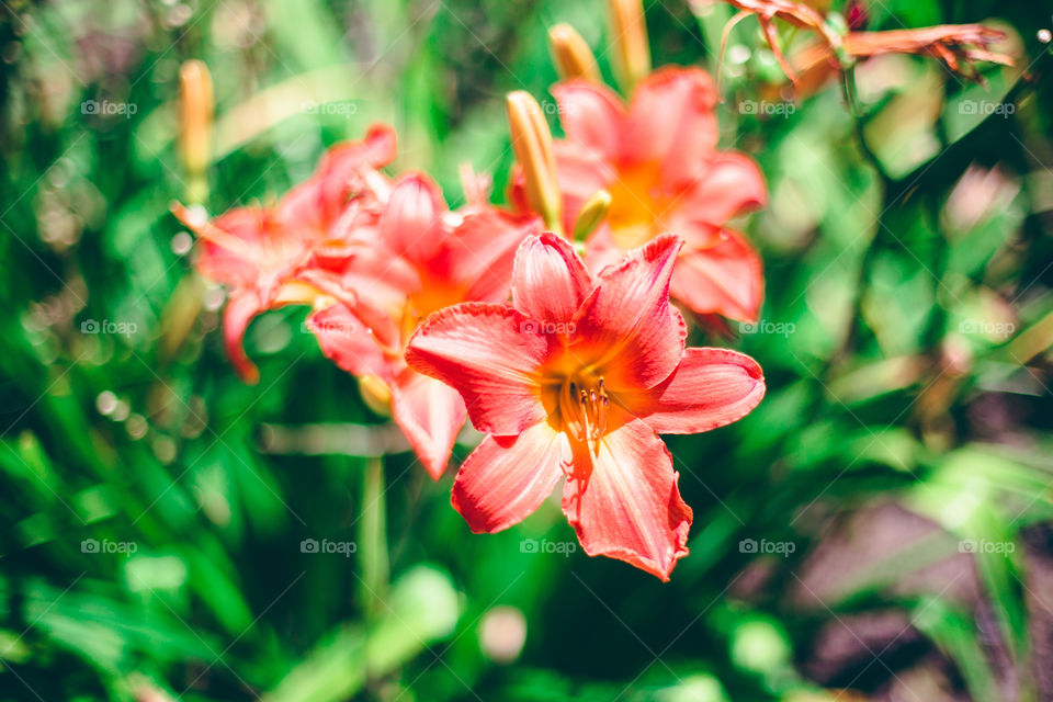 Bokeh flowers