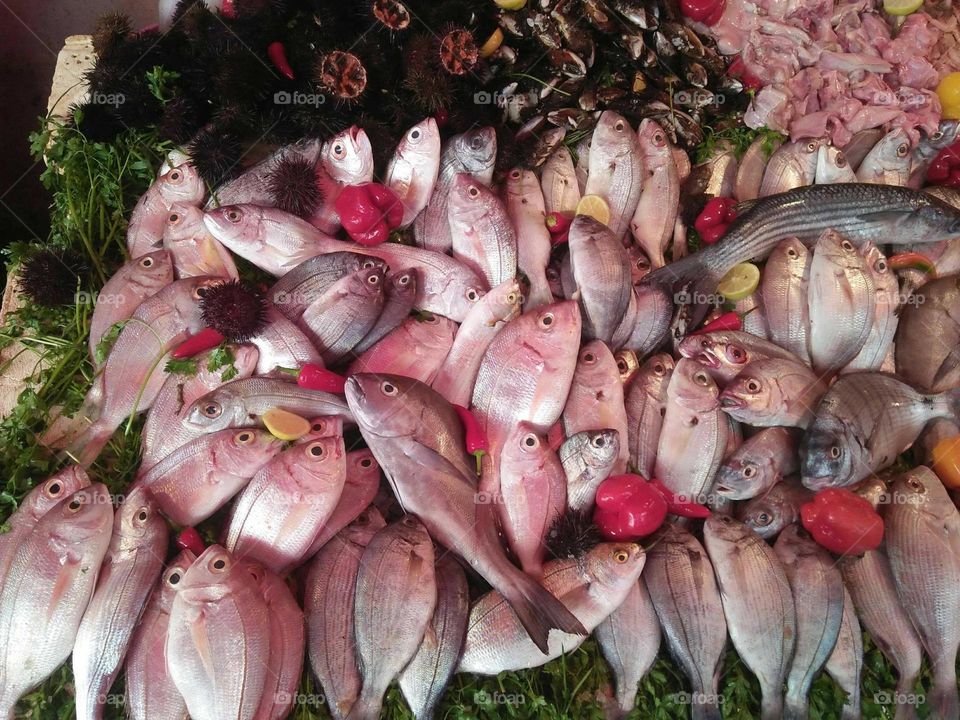 Various kind of fish at essaouira city in Morocco.