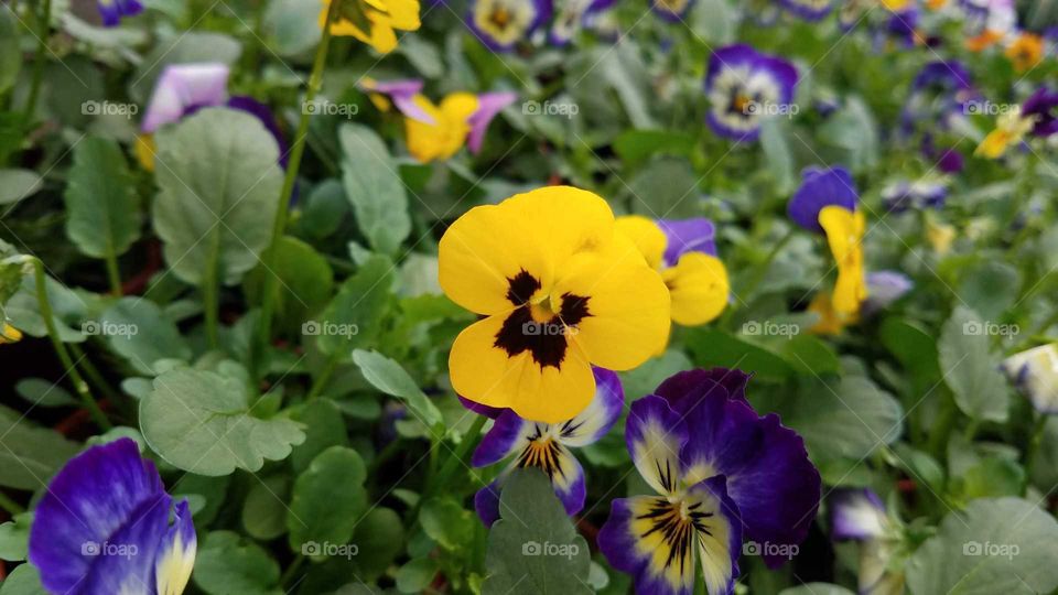 pansy