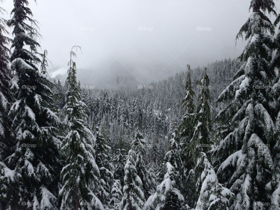 Snow, Winter, Evergreen, Tree, Conifer