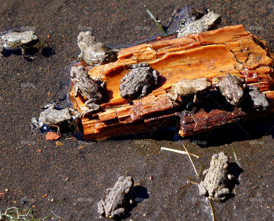 Group of frogs on wet wood at lake shore