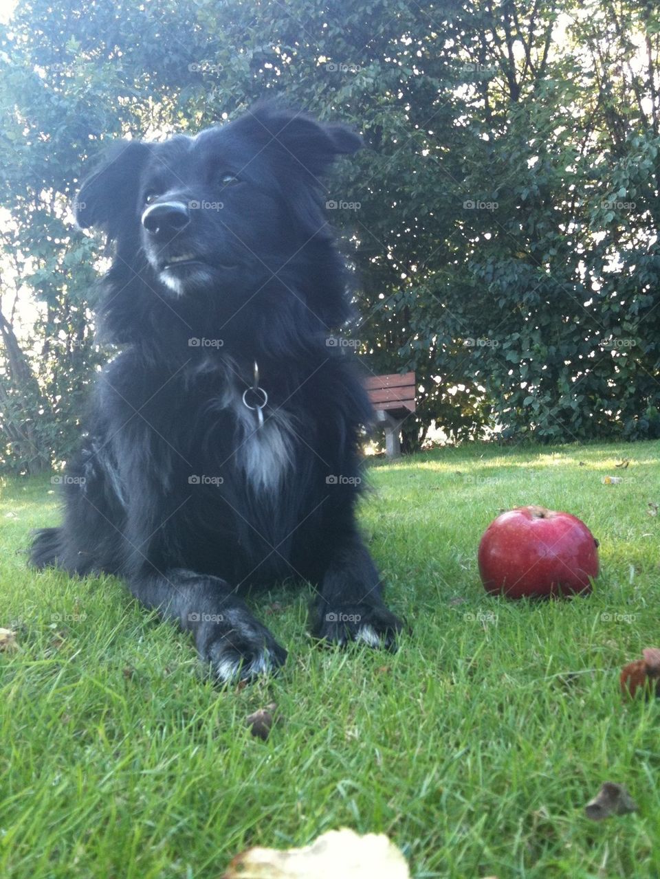 garden nature dog autumn by mary-schneider