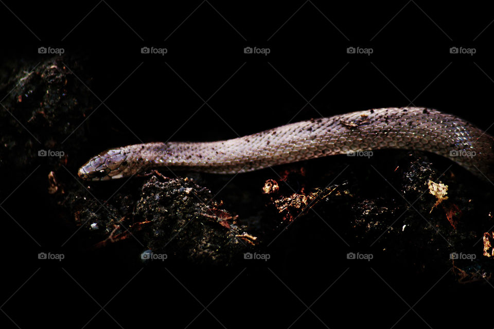 Snake. This leaf-litter snake was dug out of our garden. Small but beautiful. 