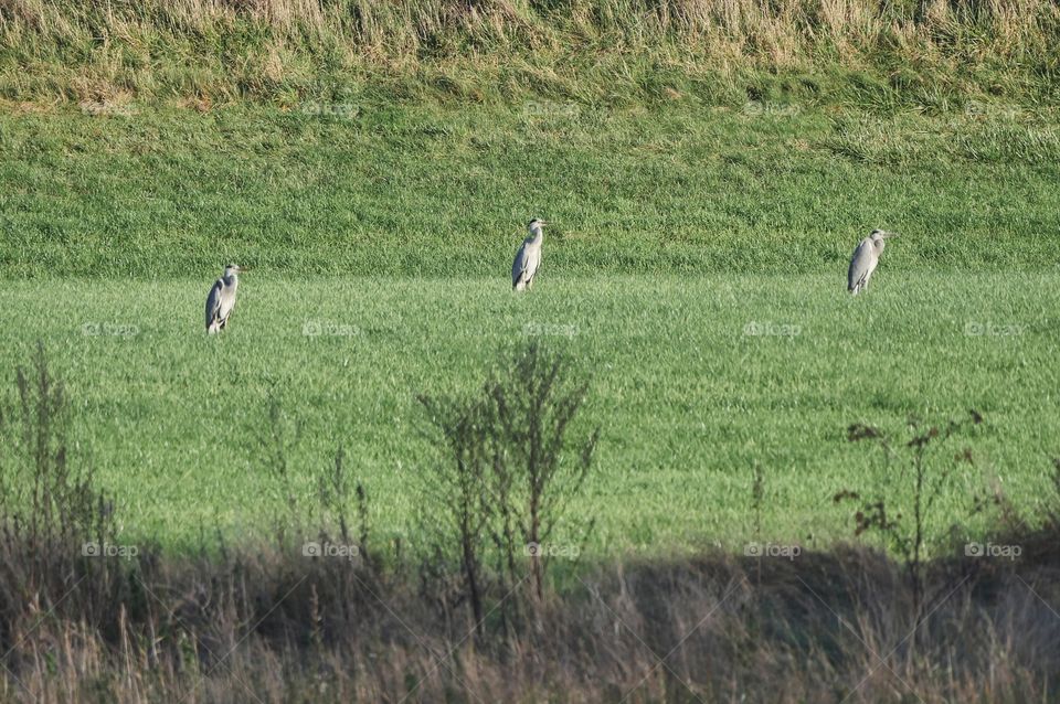 Grey herons