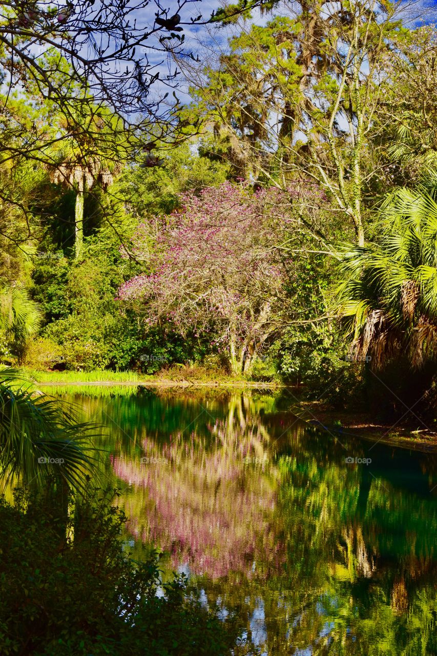 Maclay Gardens Pond