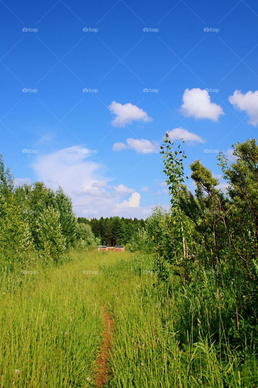 Summer landscape