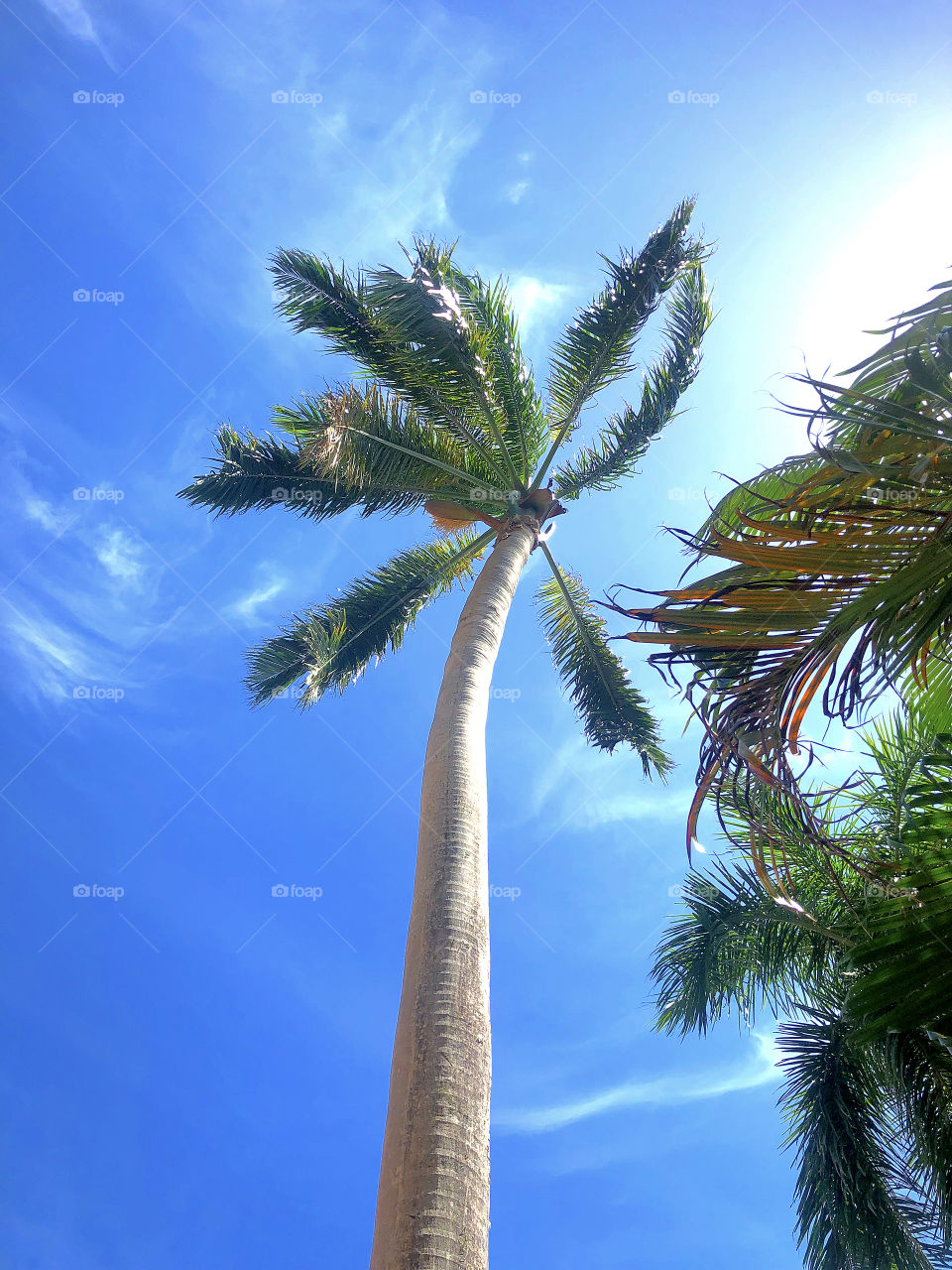 Palm trees: Jamaica