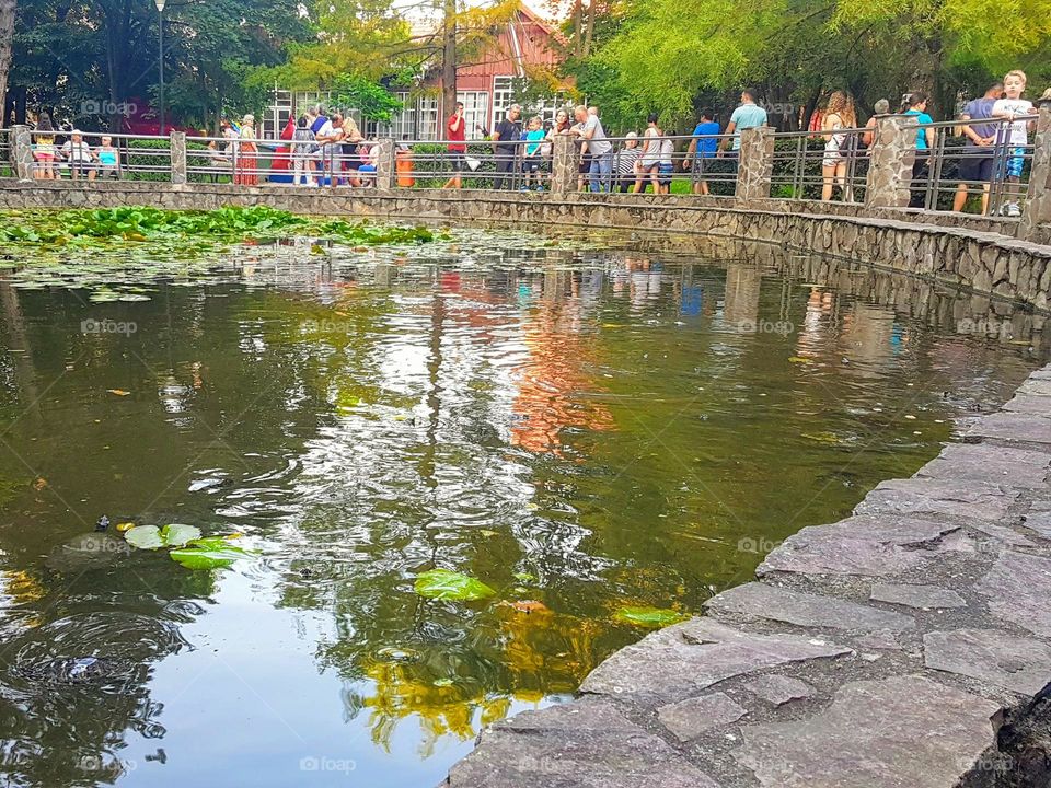 the lake with water lilies in Oradea