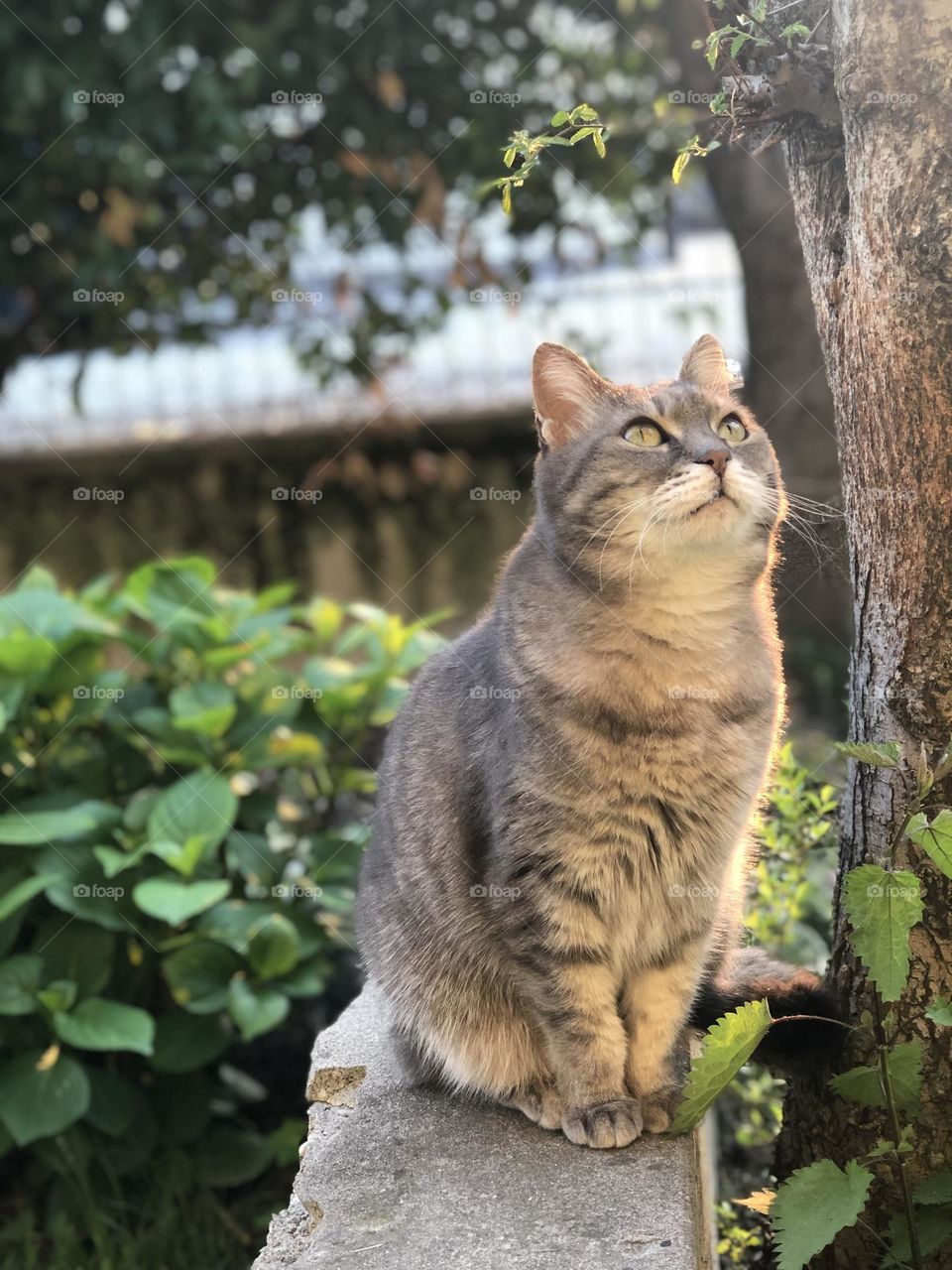 Gray domestic European cat in a garden staring at something above his head, looking up 