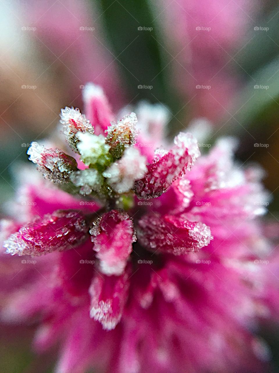 Frozen. Frozen flowers