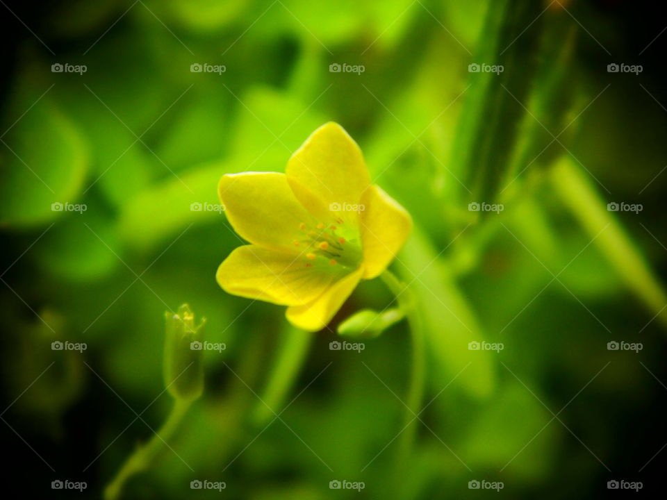 grass flower in the garden